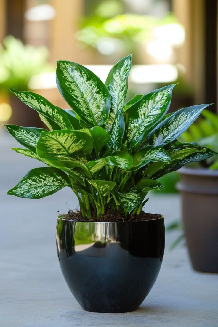 Aglaonema Big leaf
