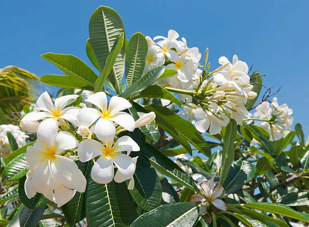 Gulachi Flower Tree Gulachi Flower