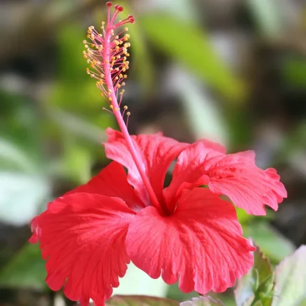 Hibiscus