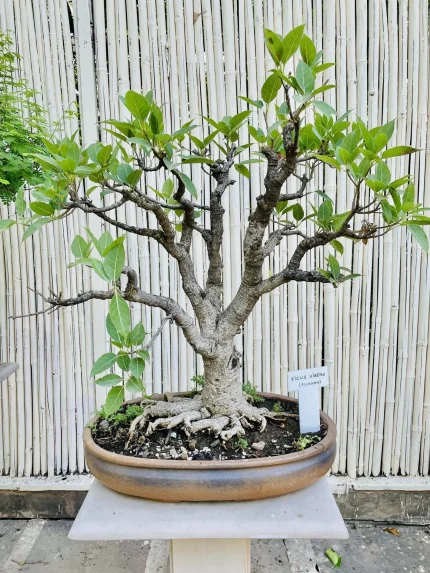 ficus plant