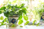 money plant