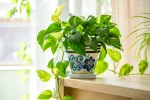 money plant