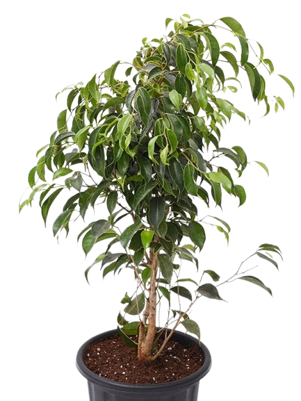 nurserylive-ficus-benjamina-weeping-fig-plant-3-758540_540x720-removebg-preview