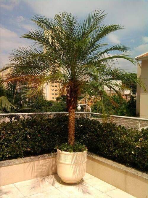 Phonix Palm
