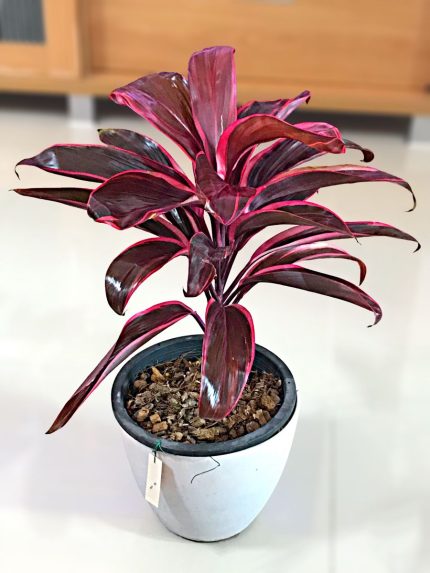 Cordyline Plant