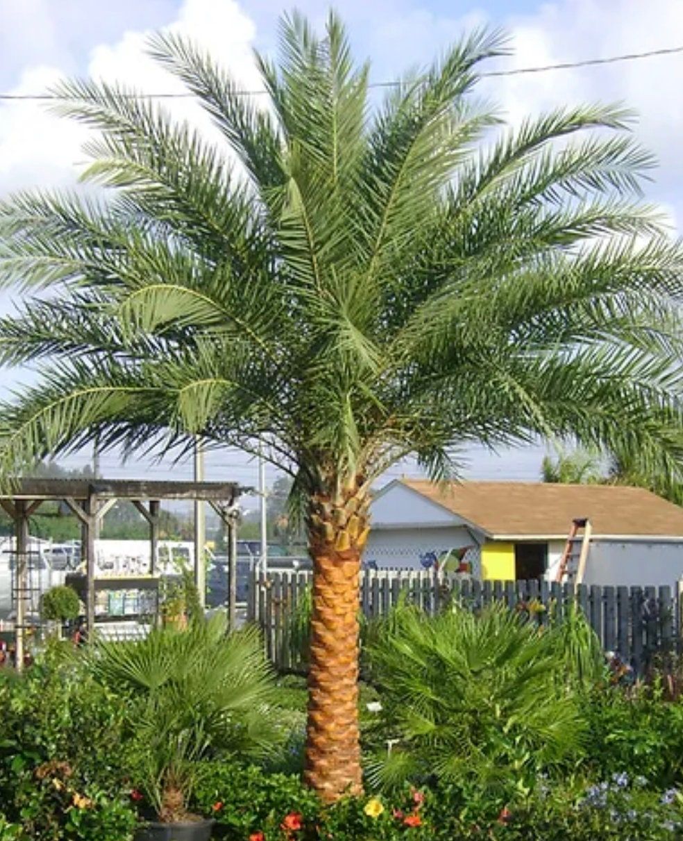 Phoenix sylvestris