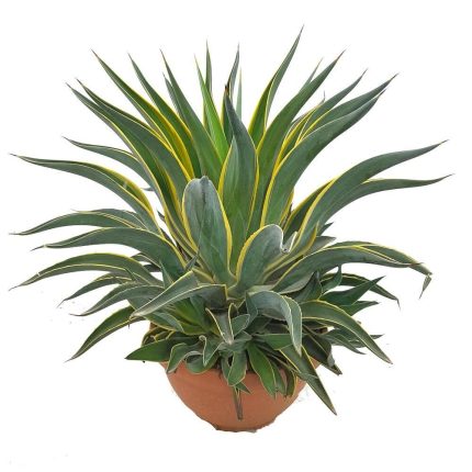 Agave