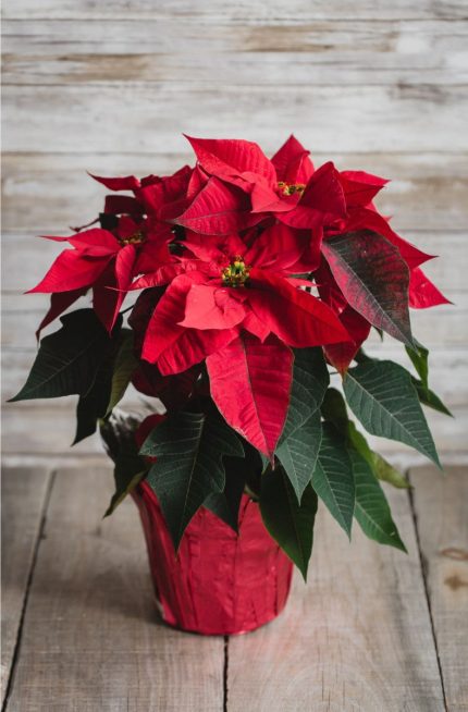 Poinsettia Plant