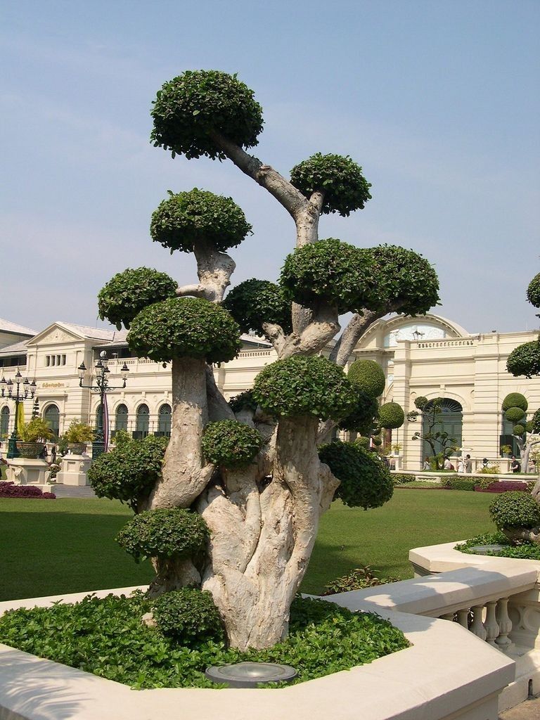 ficus