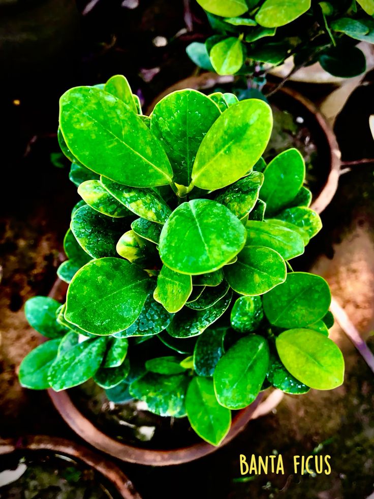 Banta Ficus